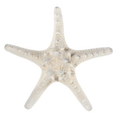 White Knobby Armored Starfish