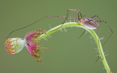 Daddy long legs on poppy stem