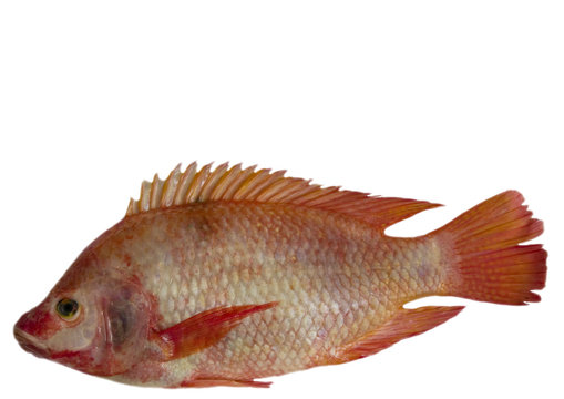 Red Snapper