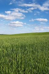 Landscape a field of a cloud