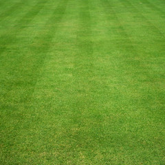 grass cut with stripes