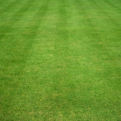 grass cut with stripes