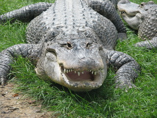 Crocodile 1