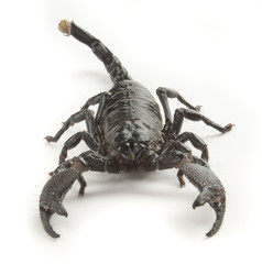 Scorpion front view
