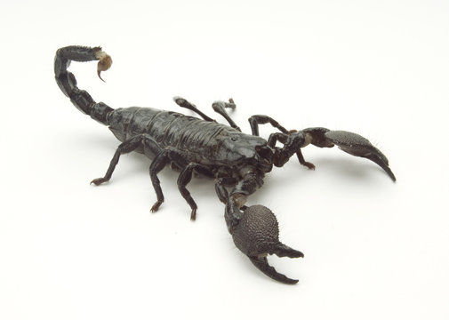 Scorpion Isomorphic