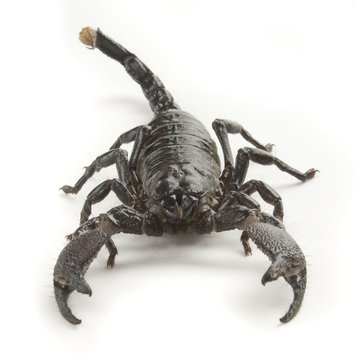 Scorpion front view