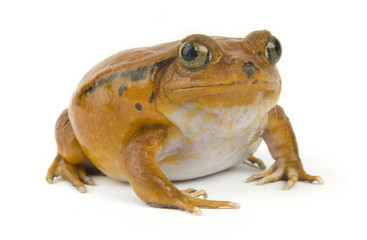 Orange Frog
