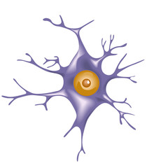 Neuron