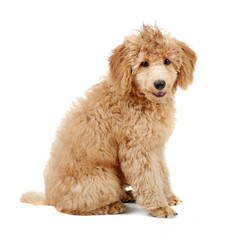 Apricot Poodle puppy in front of a white background