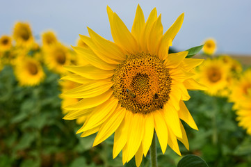 Fototapeta premium Campo girasoli