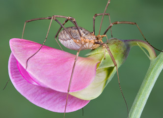 Daddy long legs on pea blossom