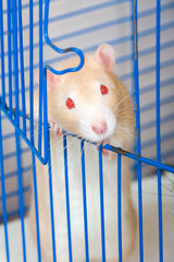 Obraz premium Small red curious rat