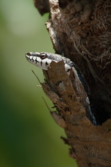 serpent à Madagascar