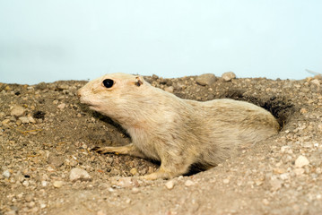 Prairie Dog