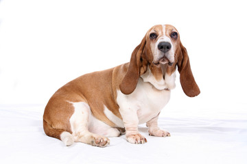 Basset hound on white