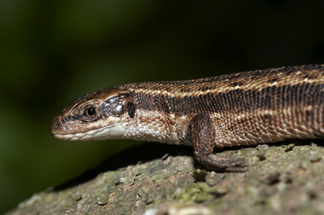lizard