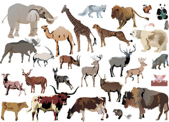 color animals set