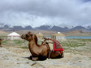 camel2