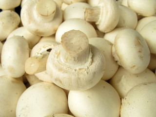 Mushrooms champignons cultivated