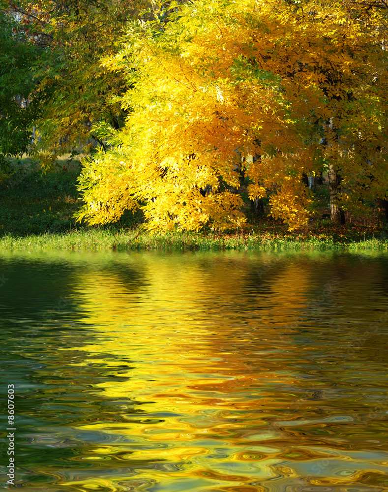 Wall mural autumn tree
