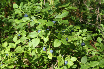 Fototapeta na wymiar Antioxidant berry in green forest