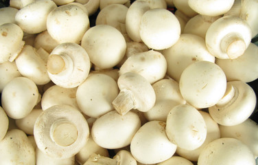 Button mushrooms fresh agaricus bisporus