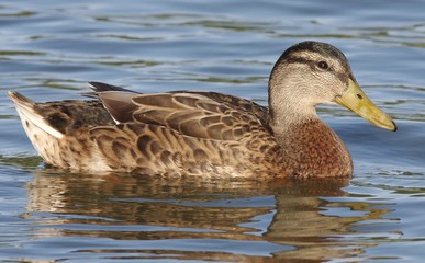 Mallard in the water.