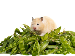 hamster and peas