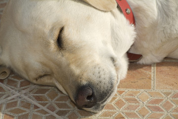 Labrador Dog