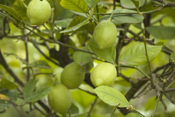 Lemon tree