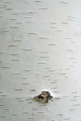 birch tree bark