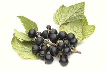 currant