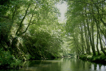 Rio verde na floresta virgem