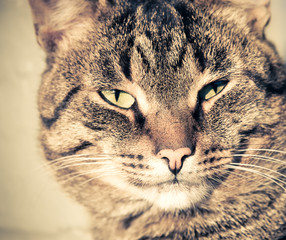 Cat concept portrait