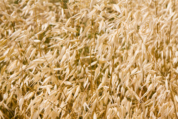 ripen wheat right before harvest