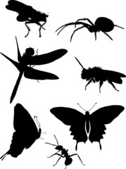 fly and other insect silhouettes