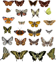 twenty four different butterflies