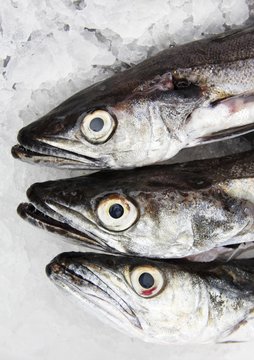 Merluchons (Merlus,Colins)