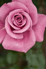 水滴のついた薔薇