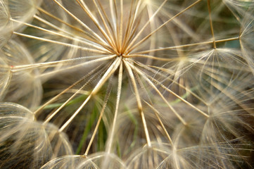 Dandelion flowering plant macro. Abstract texture background