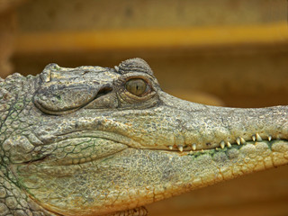 tête de crocodile