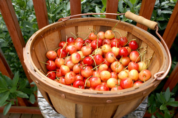 Basket of Rainier Cherries