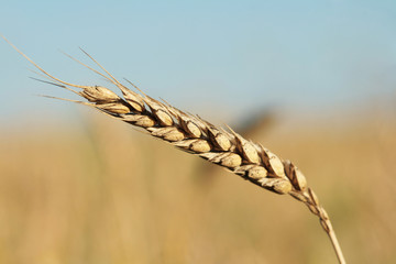 Ripe grain ear