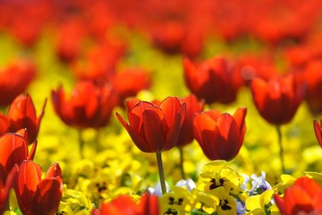 Tulpenbeet