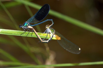 copula de libélulas
