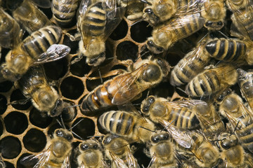 Bienenvolk