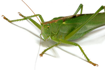 Heuschrecke