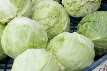 Green Cabbage