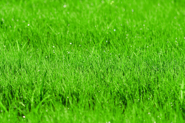 Fototapeta na wymiar Green grass background with shallow DOF