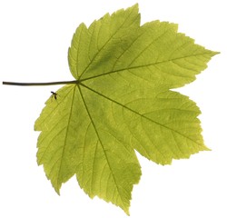 Ahornblatt von Sonne durchschienen